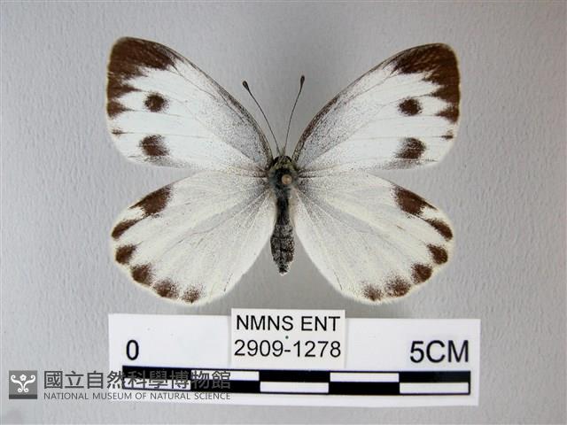 緣點白粉蝶藏品圖，第1張