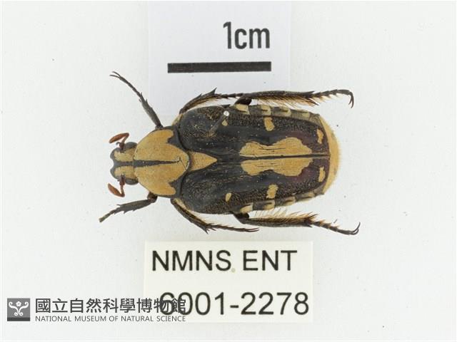 黃斑陷紋金龜藏品圖，第1張