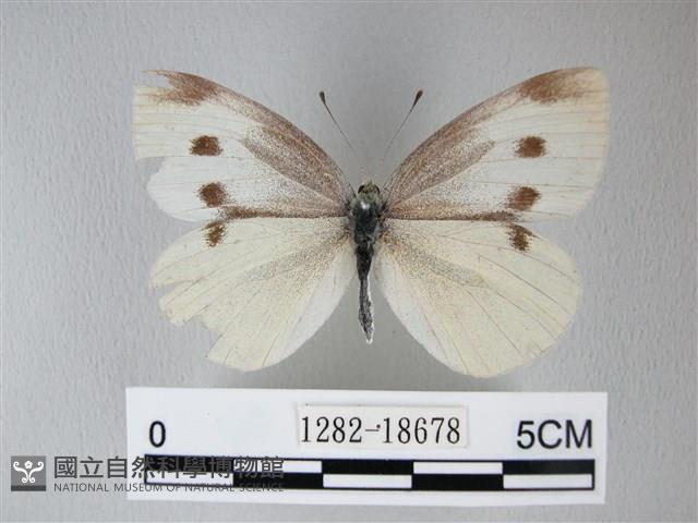 白粉蝶、紋白蝶藏品圖，第1張
