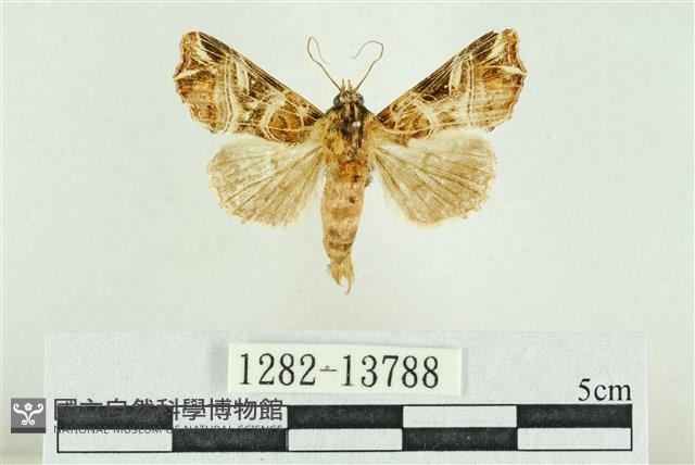 紅暈散紋夜蛾藏品圖，第1張