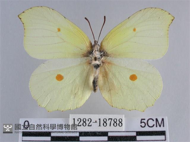 臺灣鉤粉蝶藏品圖，第1張