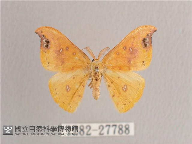 銀斑黃鉤蛾藏品圖，第1張