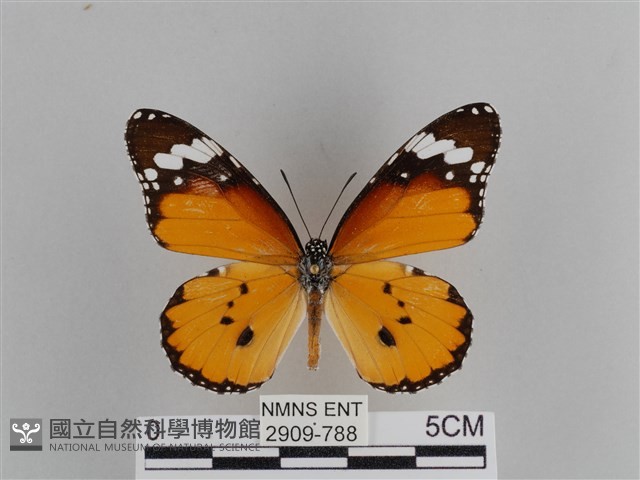 樺斑蝶藏品圖，第1張