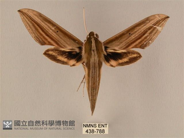 棕綠背線天蛾藏品圖，第1張