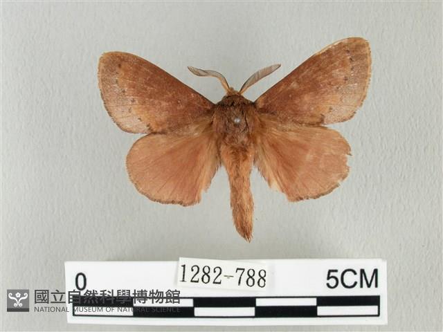 馬尾松枯葉蛾藏品圖，第1張