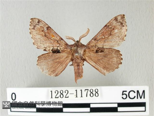 銀肩枯葉蛾藏品圖，第1張