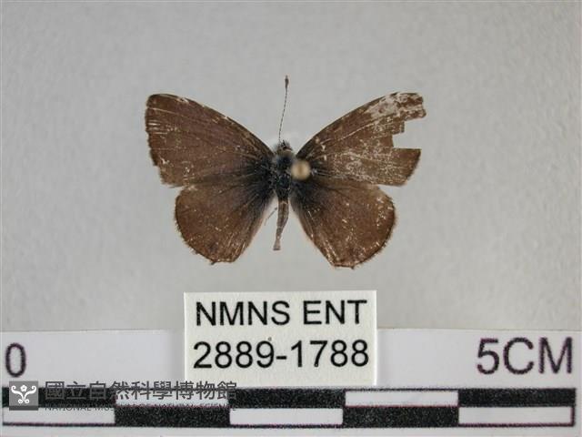 波灰蝶藏品圖，第1張