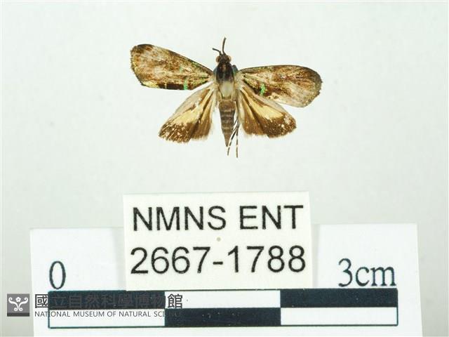 叉紋閃舞蛾藏品圖，第1張