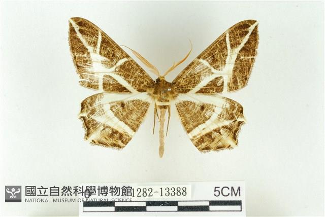 樹形尺蛾藏品圖，第1張