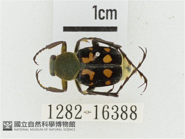 黃肩長腳花金龜藏品圖，第1張
