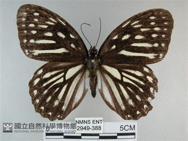 臺灣斑眼蝶藏品圖，第1張