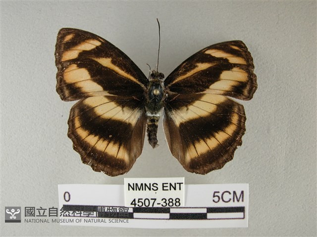 雙色帶蛺蝶藏品圖，第1張