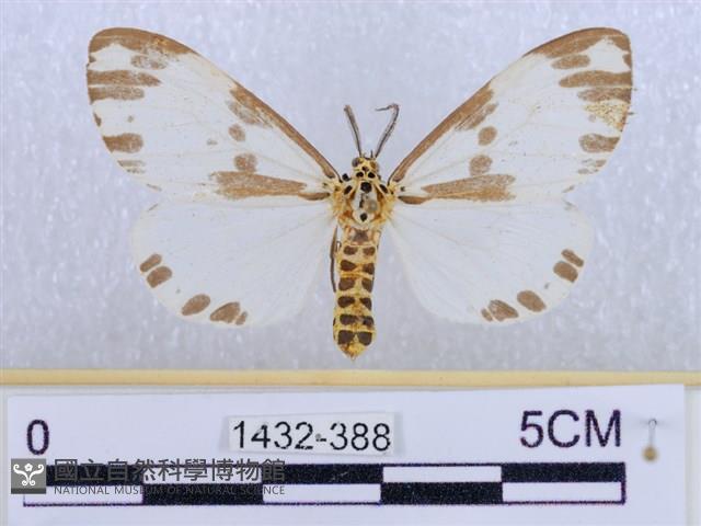 後凸蝶燈蛾藏品圖，第1張