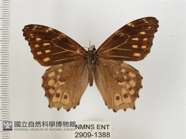 黃斑蔭眼蝶藏品圖，第1張