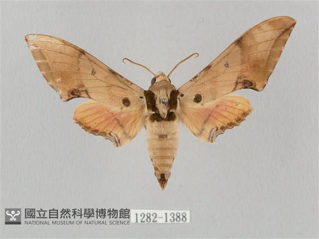 廣東鷹翅天蛾藏品圖，第1張