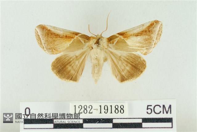 印華波紋蛾藏品圖，第1張