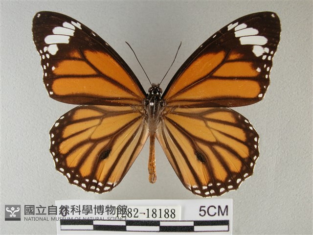 黑脈樺斑蝶藏品圖，第1張