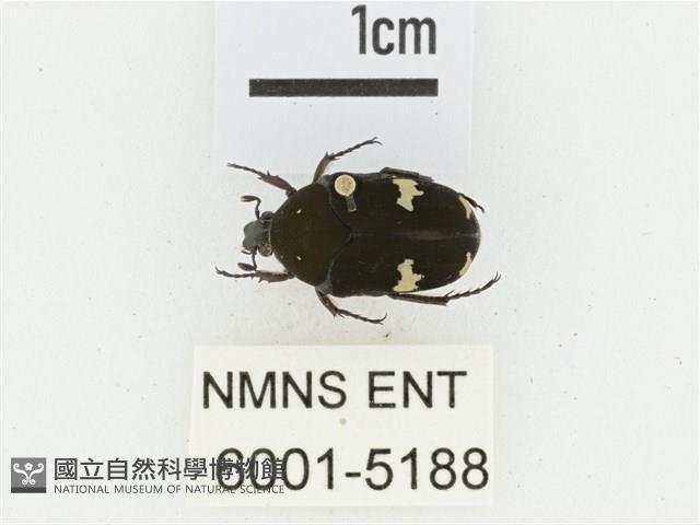 灰斑擬黑花金龜藏品圖，第1張