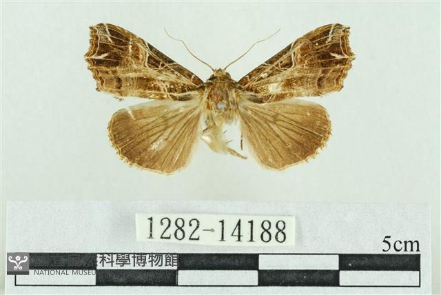 粉紅帶散紋夜蛾藏品圖，第1張