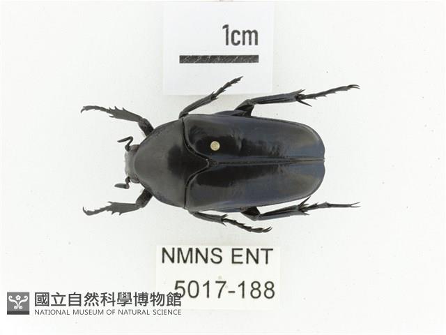 暗藍扁騷金龜藏品圖，第1張