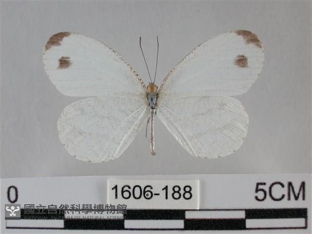 纖粉蝶、黑點粉蝶藏品圖，第1張