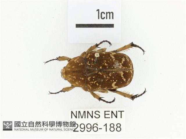 銅點花金龜藏品圖，第1張