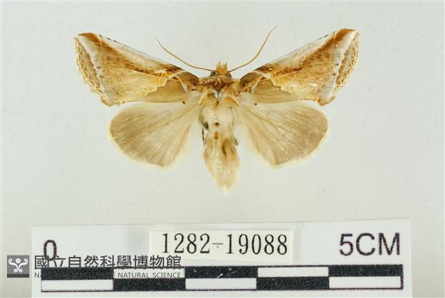 印華波紋蛾藏品圖，第1張