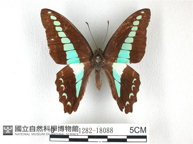 青帶鳳蝶藏品圖，第1張