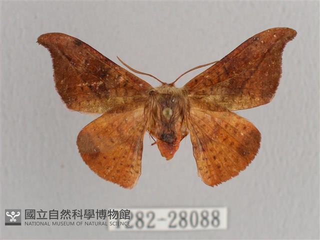 銀端帶鉤蛾藏品圖，第1張