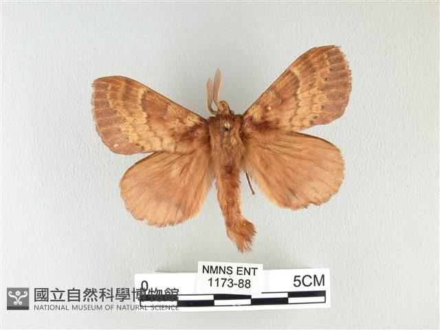 波紋枯葉蛾藏品圖，第1張