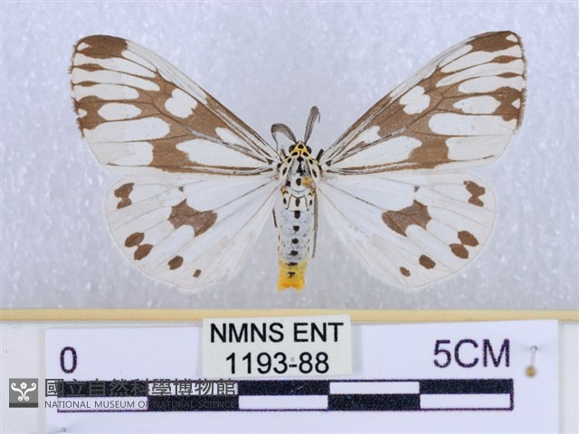 粉蝶燈蛾藏品圖，第1張