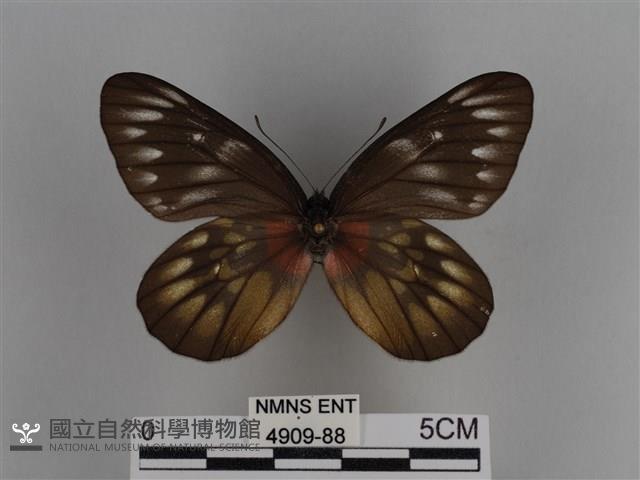 豔粉蝶藏品圖，第1張