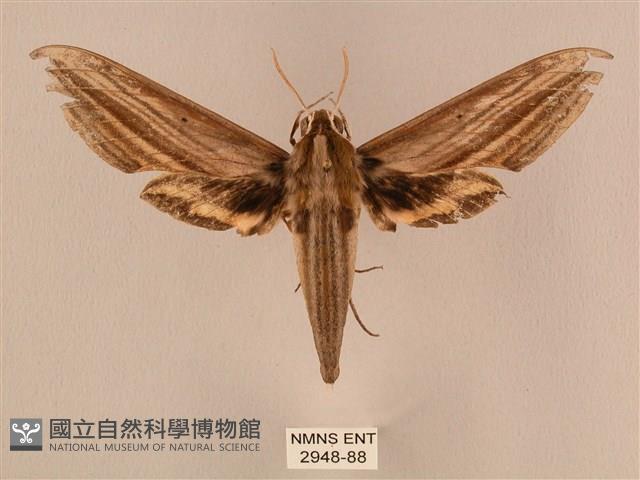 棕綠背線天蛾藏品圖，第1張