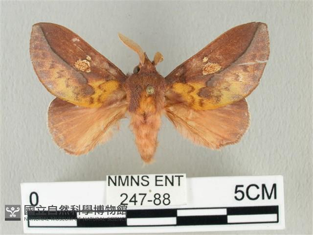 竹黃斜帶枯葉蛾藏品圖，第1張