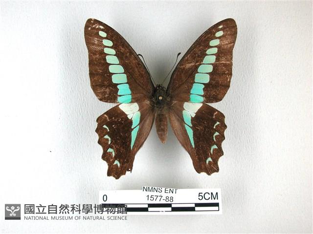 青帶鳳蝶藏品圖，第1張