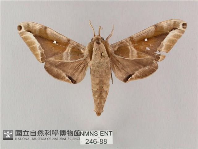 白點天蛾 藏品圖，第1張