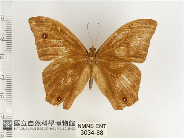 暮眼蝶、樹蔭蝶藏品圖，第1張