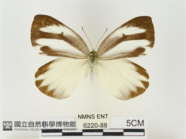 飛龍白粉蝶藏品圖，第1張