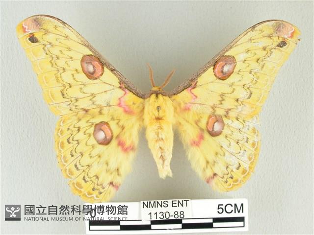 黃豹天蠶蛾藏品圖，第1張