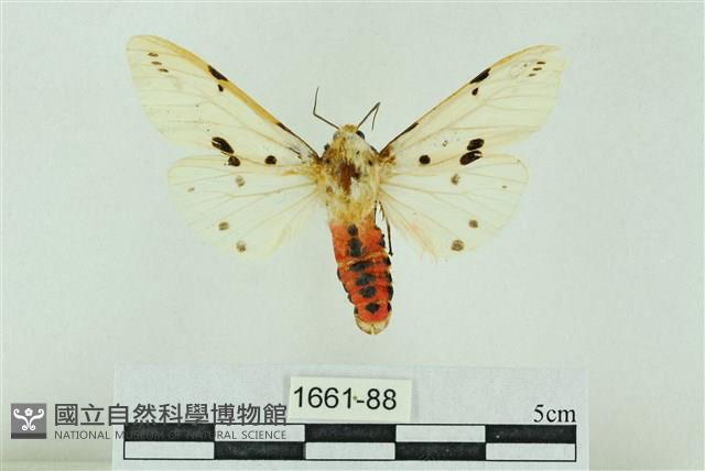 菊池污燈蛾藏品圖，第1張