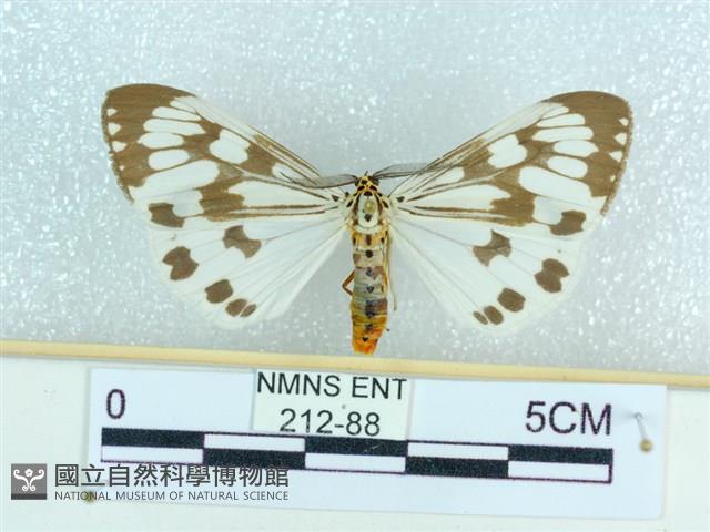 粉蝶燈蛾藏品圖，第1張