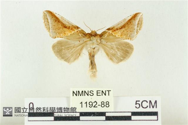 印華波紋蛾藏品圖，第1張