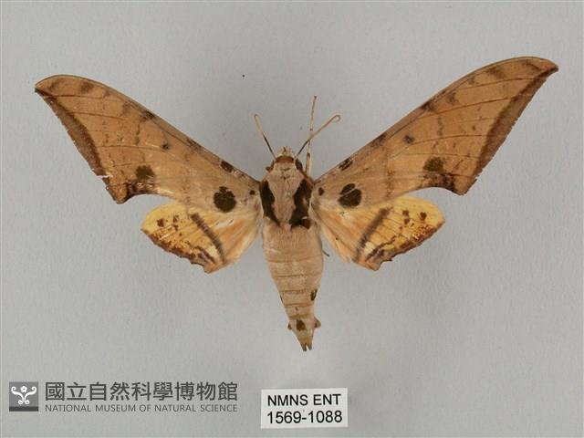 裂斑鷹翅天蛾藏品圖，第1張