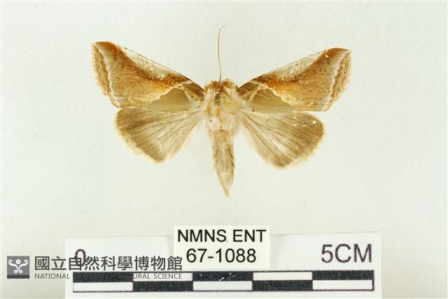 印華波紋蛾藏品圖，第1張