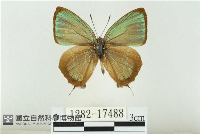 Accession Number:001282-17488 Collection Image, Figure 1, Total 3 Figures
