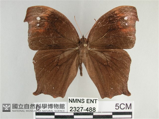 森林暮眼蝶、黑樹蔭蝶藏品圖，第1張