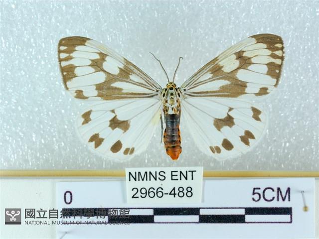 粉蝶燈蛾藏品圖，第1張