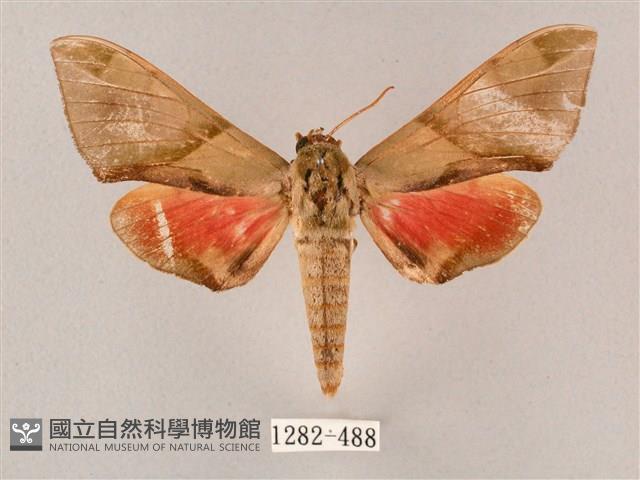 榆綠天蛾藏品圖，第1張