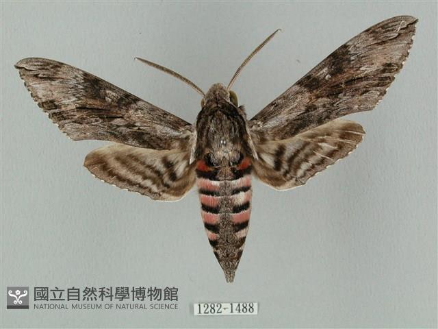 蝦殼天蛾藏品圖，第1張