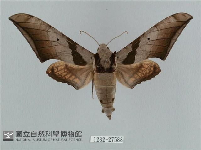 黑帶鷹翅天蛾藏品圖，第1張